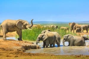 South Africa Wonders: Garden Route, Cape, Karoo & Addo