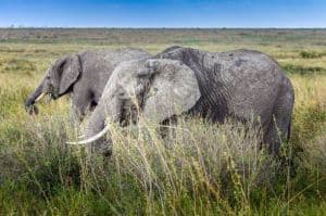 Serengeti & Ngorongoro: 5-Day Wild Wonders
