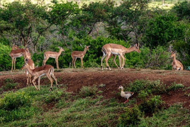 Sitabani Wildlife Reserve thumb 1