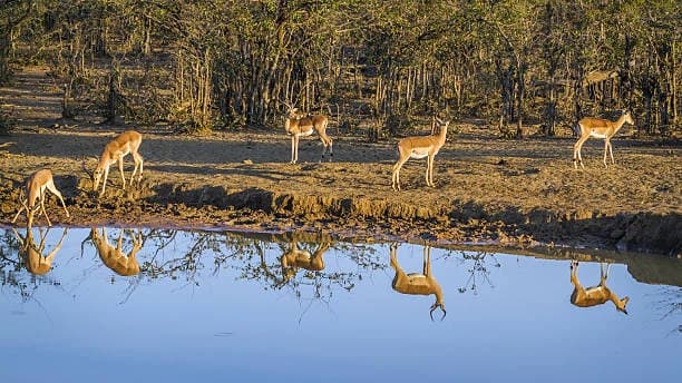 Sitabani Wildlife Reserve thumb 2