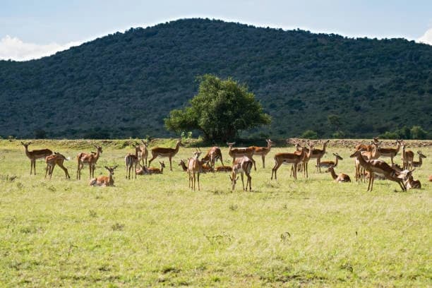 Sitabani Wildlife Reserve 4