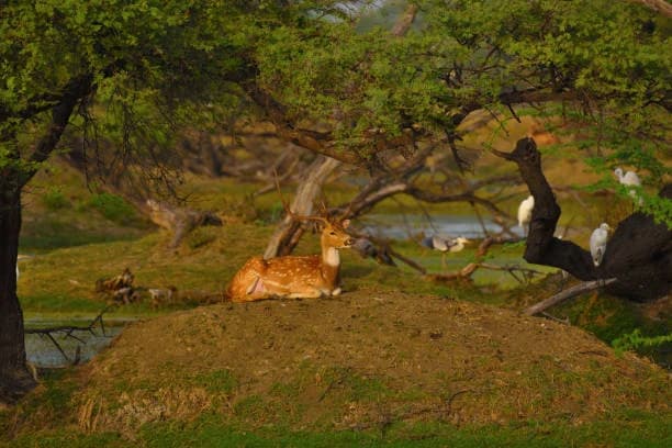 Sitabani Wildlife Reserve 5