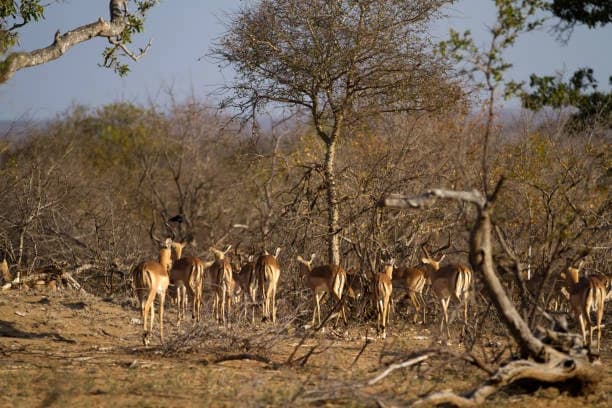 Sitabani Wildlife Reserve thumb 3