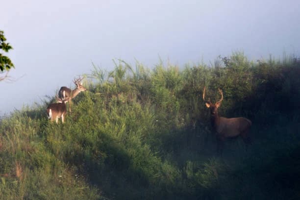 Sitabani Wildlife Reserve thumb 6