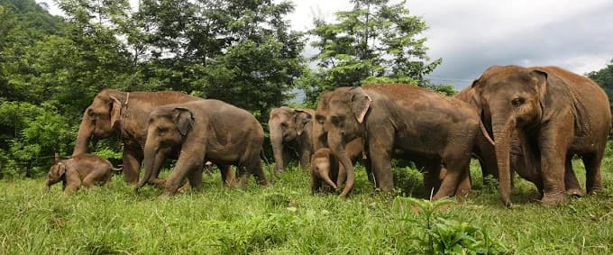 Elephant Nature Park, Chiang Mai 1