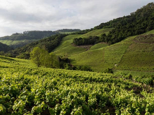 Wine Trails Nashik: Discover Vineyards Across Regions