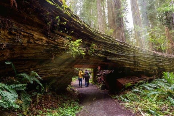 Redwood National and State Parks California