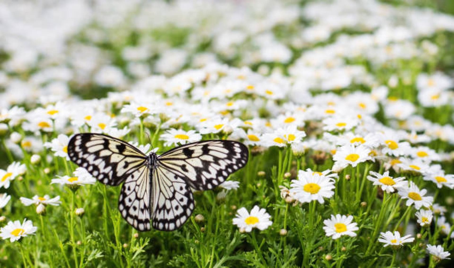 The Dubai Butterfly Garden
