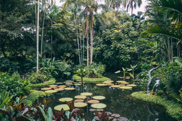 Singapore Botanic Gardens