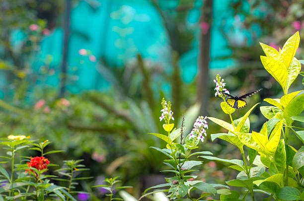 The Kuala Lumpur Butterfly Park