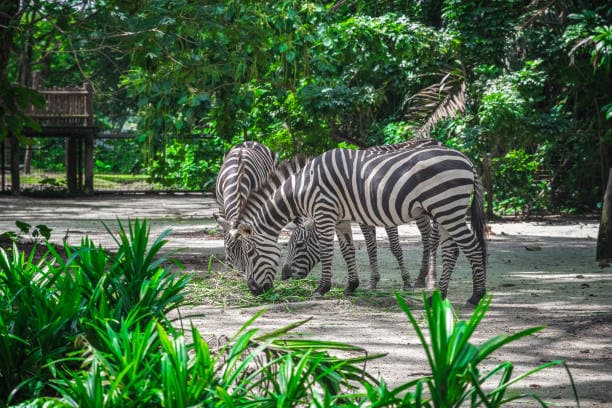 The Singapore Zoo
