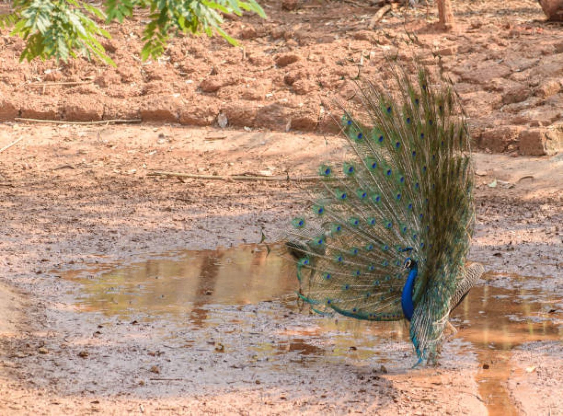 Alipore Zoological Gardens Kolkata