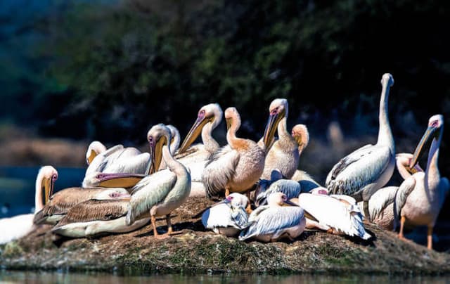 Keoladeo National Park Bharatpur