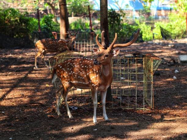 Sri Chamarajendra Zoological Gardens Mysore