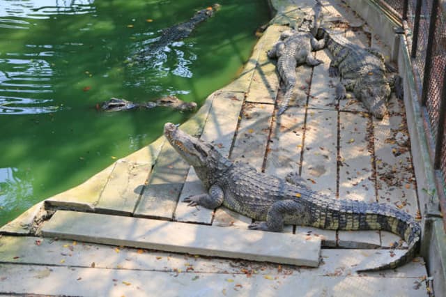 The Million Years Stone Park & Pattaya Crocodile Farm