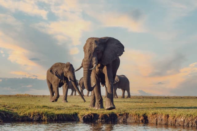 Discover the Untamed Beauty of Botswana: A Journey Through Africa’s Wildlife Wonderland