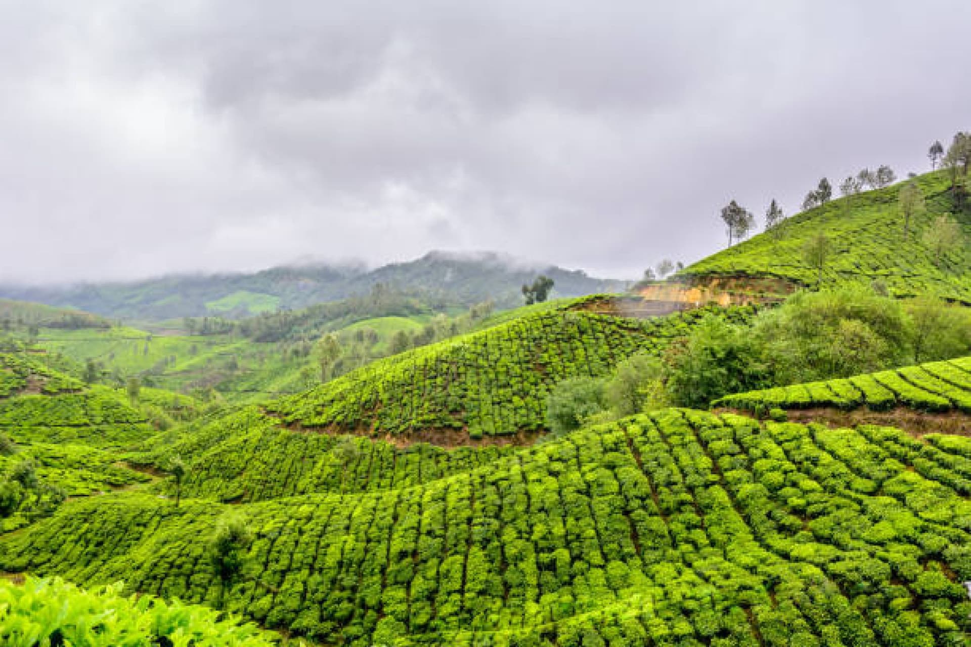 Wayanad: A Hidden Gem in Kerala
