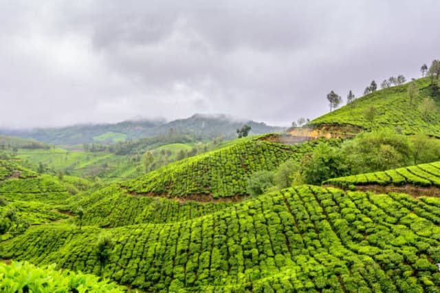 Wayanad: A Hidden Gem in Kerala