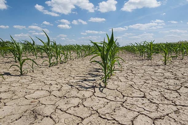 Hectare to Bigha Converter